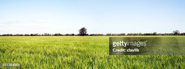 golden fields of wheat panorama - open field stock pictures, royalty-free photos & images