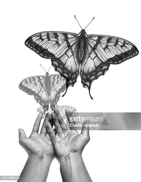 libertação de borboleta - butterfly hand imagens e fotografias de stock