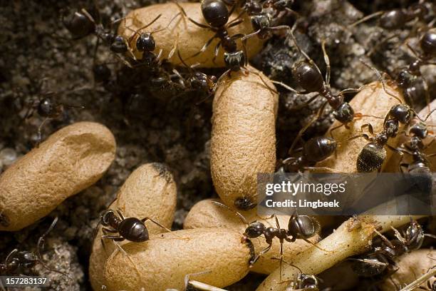 ants recovering eggs - ant nest stock pictures, royalty-free photos & images