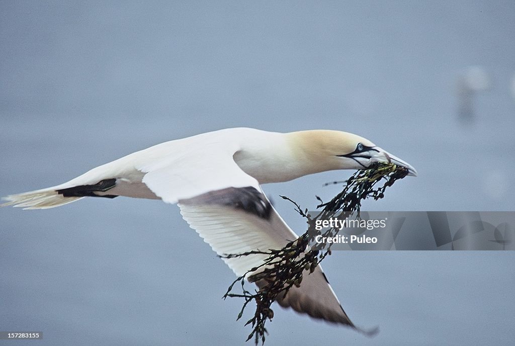 Northern Gannet Flight