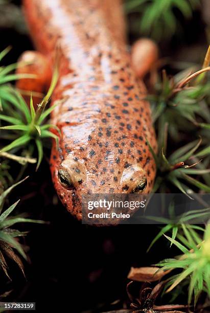 red spotted salamander - salamandra stockfoto's en -beelden