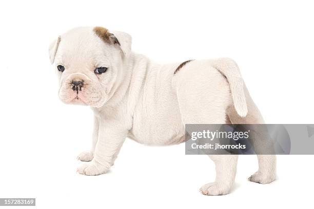 high key bully - bully dog stock pictures, royalty-free photos & images