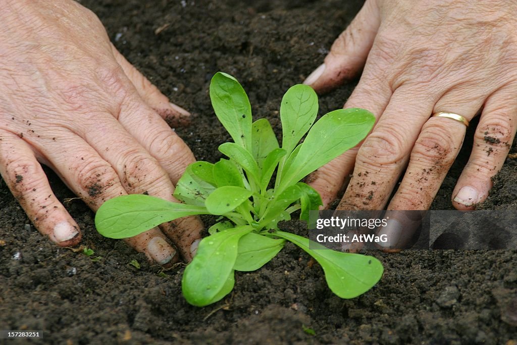 Straffende eine Junge Pflanze auf der Erde Garten