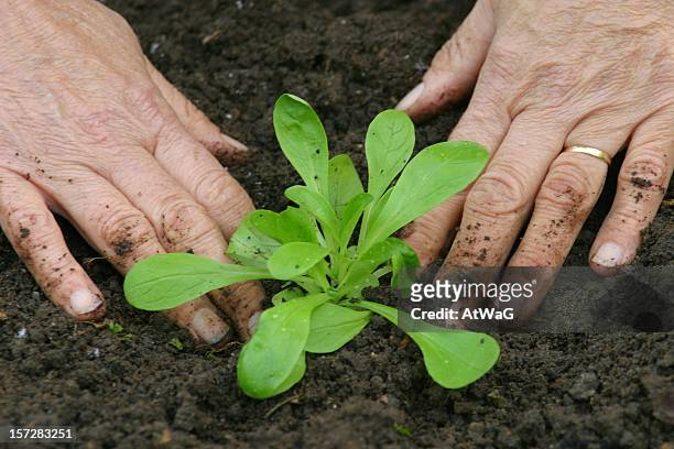 firming a young garden plant into the soil - mache stock pictures, royalty-free photos & images