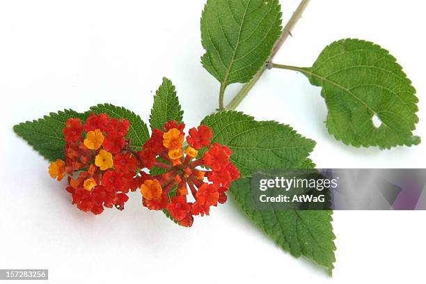 lantana - lantana stock pictures, royalty-free photos & images