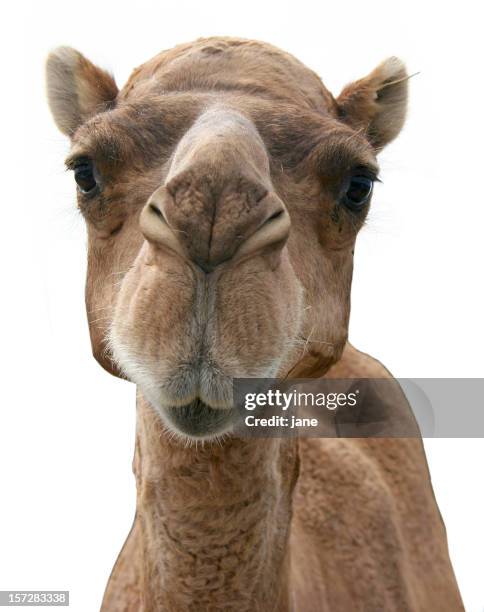 picture of a camel's face on a white background - dromedary camel stock pictures, royalty-free photos & images