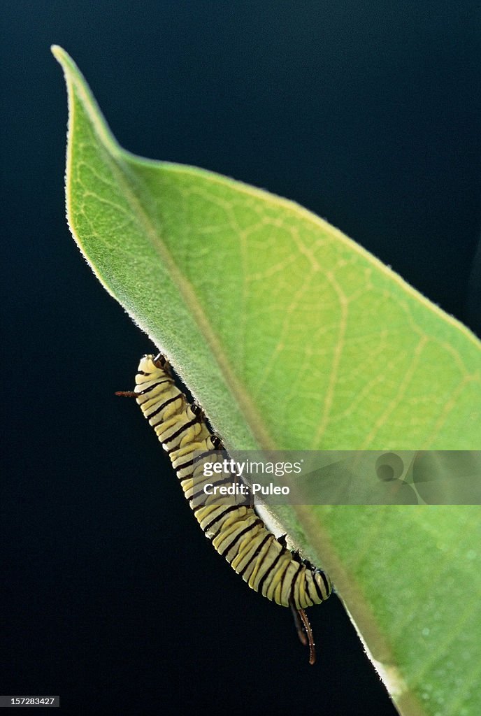 Monarch catipillar