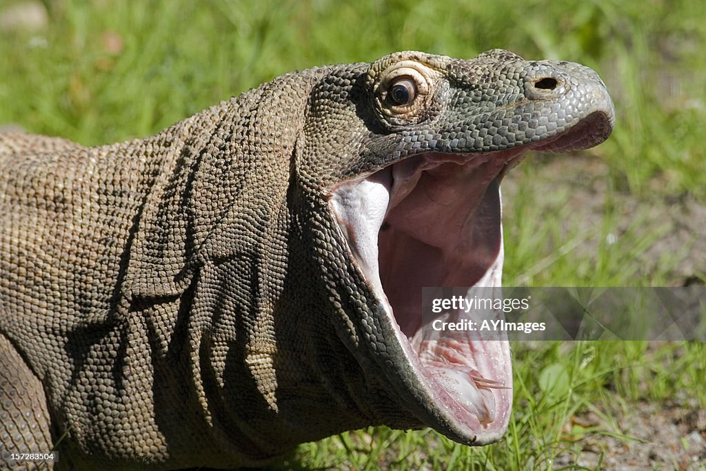 Komodo dragon with open mouth