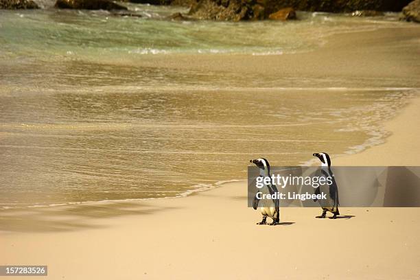 penguins at boulders beach - cape point stock pictures, royalty-free photos & images
