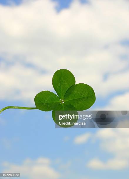 luckier - 4 leaf clover stockfoto's en -beelden