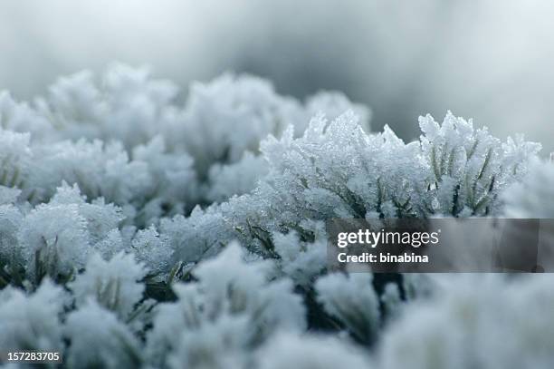 inverno de frozen moss - musgo - fotografias e filmes do acervo