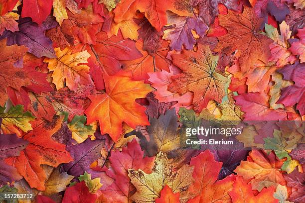 feuilles d'automne - automne feuilles photos et images de collection