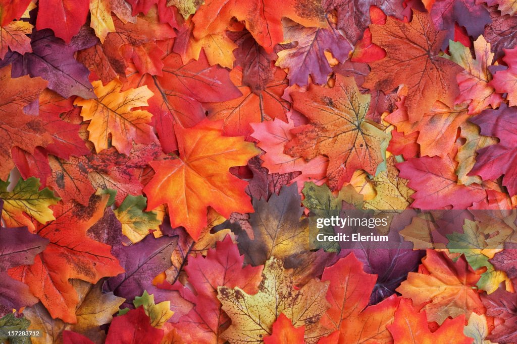 Fall Leaves