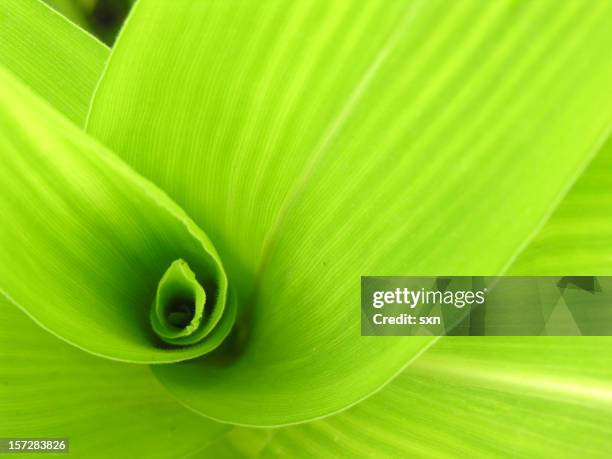 spiral-grün - vorfahrt beachten stock-fotos und bilder