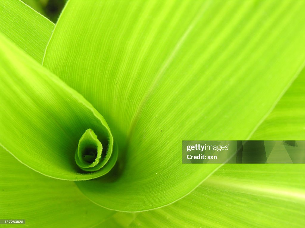 Espiral verde