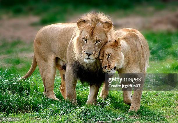 lion par#2 - amor a primera vista fotografías e imágenes de stock