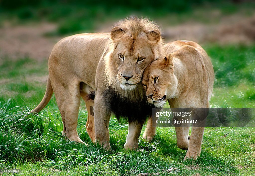 Lion Couple #2