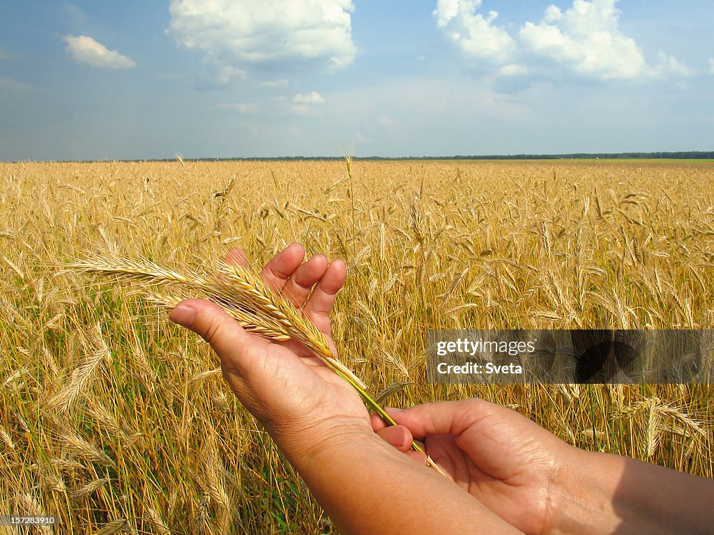 Golden Ears of Rye in Hand III