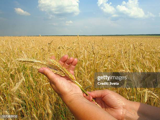 golden ears of rye in hand iii - welvaart stockfoto's en -beelden