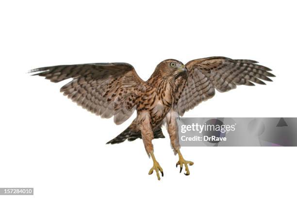 one hawk that is caught mid flight with a white background - hawks stock pictures, royalty-free photos & images