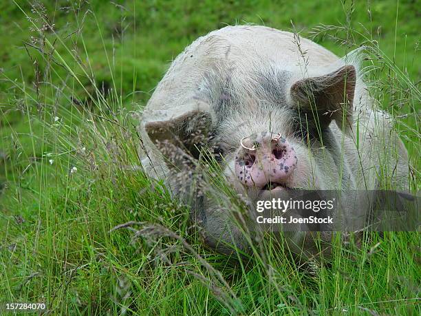 big pig male boar - horror metal stock pictures, royalty-free photos & images