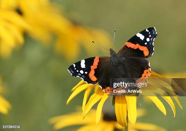 red admiral butterfly on yellow flower - vanessa atalanta stock pictures, royalty-free photos & images