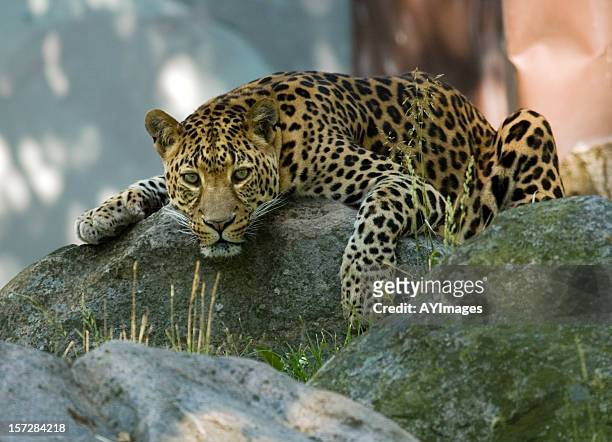 leopardo del amur (panthera pardus orientalis) - amur leopard fotografías e imágenes de stock