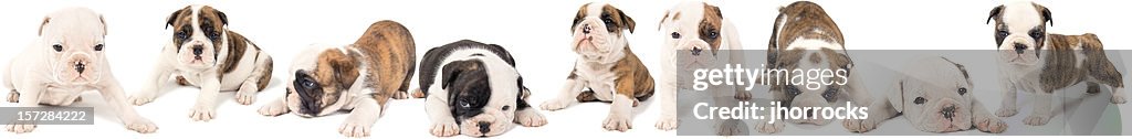 Bouledogue anglais chiots litière de neuf