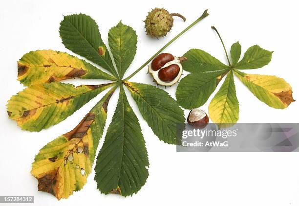 aesculus - rosskastanie pflanzensamen stock-fotos und bilder