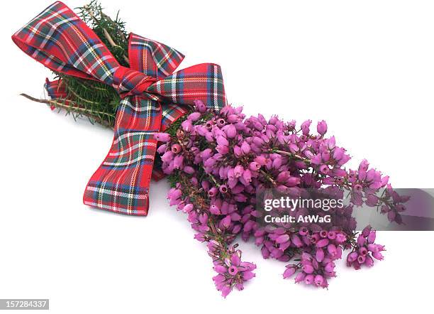 lucky heather - erica cinerea stock pictures, royalty-free photos & images