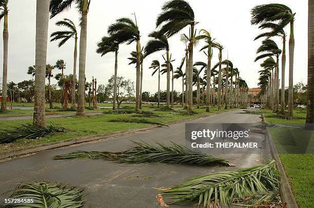 hurricane palms - hurricane wind stock pictures, royalty-free photos & images