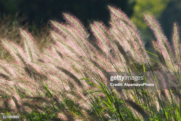 fountain grass (horizontal-left) - fountain grass stock pictures, royalty-free photos & images