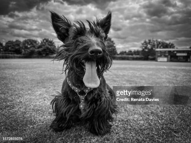windswept scottie dog - yorkshire shepherdess amanda owen stock pictures, royalty-free photos & images