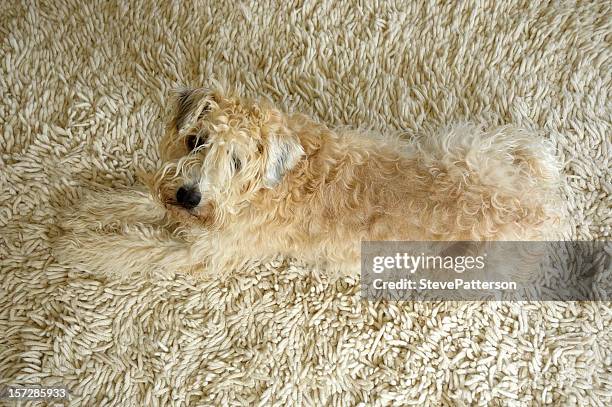 terrier di wheaten rivestito e molle sul tappeto - soft coated wheaten terrier foto e immagini stock