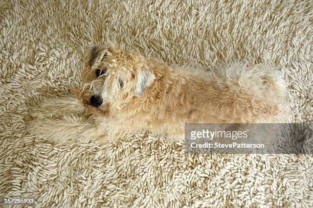 wheaten terrier on rug - camouflagekleding stockfoto's en -beelden