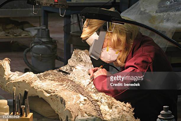 paleontologist working on dinosaur fossil - palaeontologist stock pictures, royalty-free photos & images