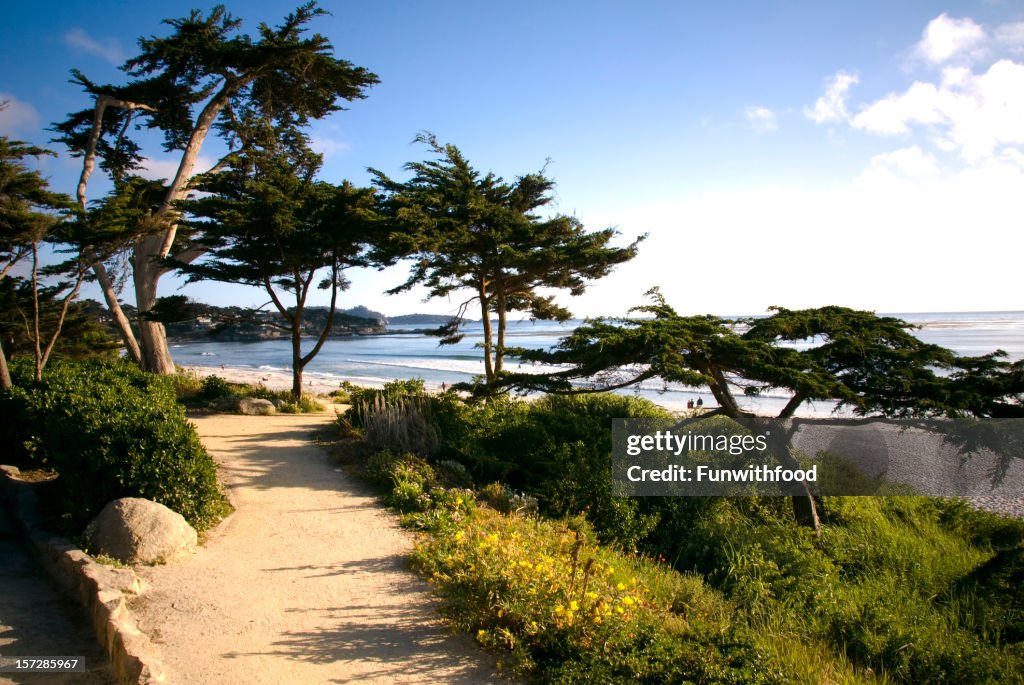 Beach View Walkway, Footpath & Cypress Tree, Carmel California Scenic Coastline