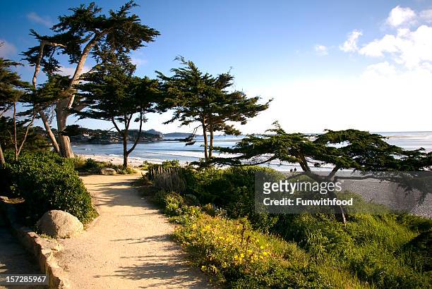 beach view walkway, footpath & cypress tree, carmel california scenic coastline - monterrey 個照片及圖片檔
