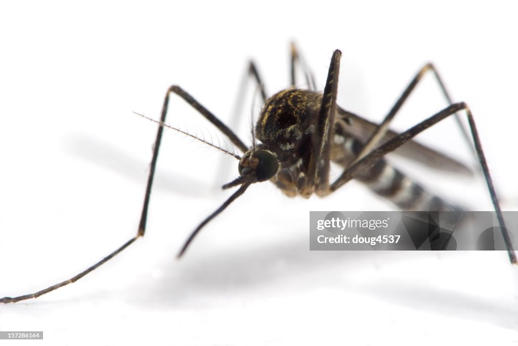 Mosquito isolado no branco 3