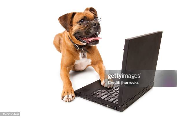 online canine - dog with laptop - reading glasses stock pictures, royalty-free photos & images