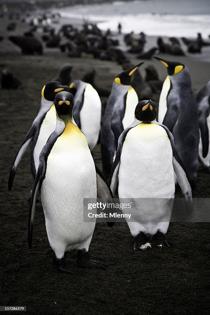 King Penguins, South Georgia