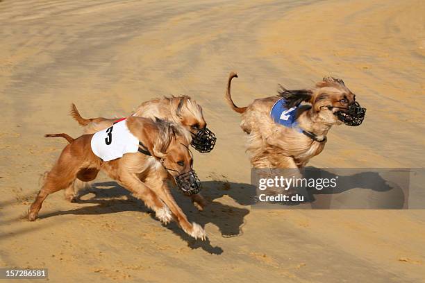 levriero corsa breve dopo l'inizio. - greyhound race foto e immagini stock