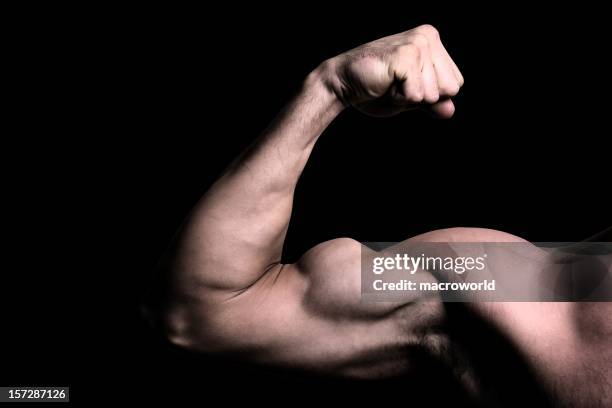 bizeps - menschlicher muskel stock-fotos und bilder