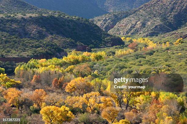 arizona canyon in autumn - arizona sycamore stock pictures, royalty-free photos & images