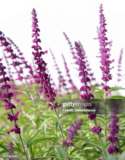 close-up of sage or salvia leucantha purple flowers on white_sky. - mexican bush sage stock pictures, royalty-free photos & images