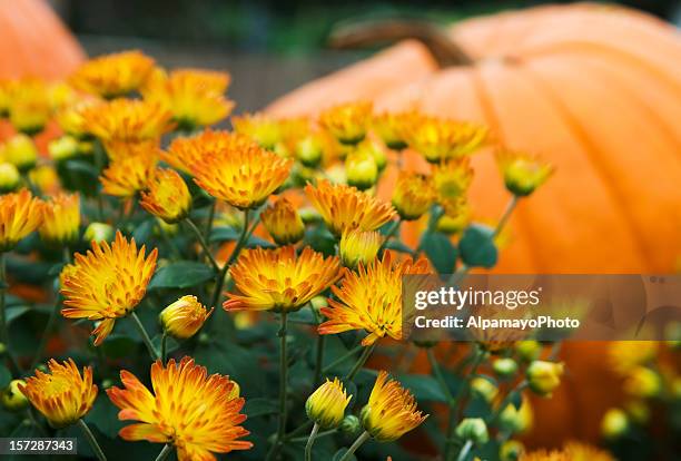 mums and pumpkins - i - chrysanthemum stock pictures, royalty-free photos & images