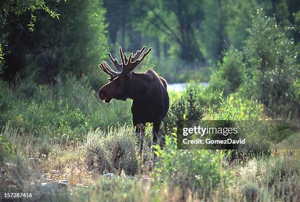 moose backlit by early wyoming light standing in brush - elk stock pictures, royalty-free photos & images