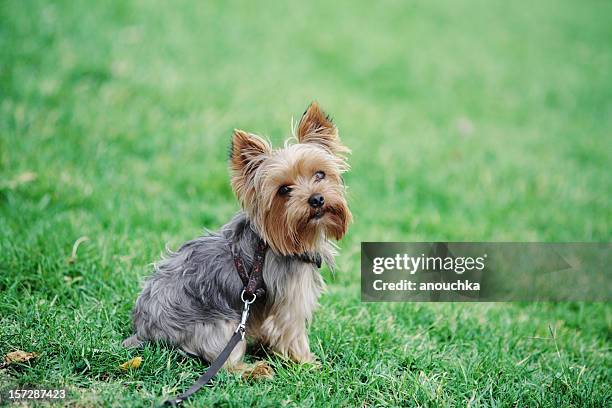 mignon chien assis dans l'herbe - terrier du yorkshire photos et images de collection