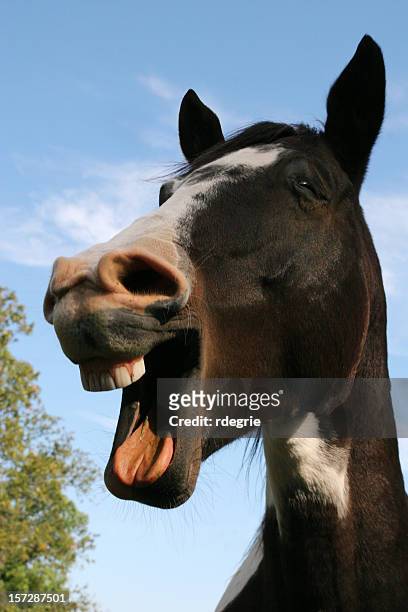 riendo caballo - funny horses fotografías e imágenes de stock