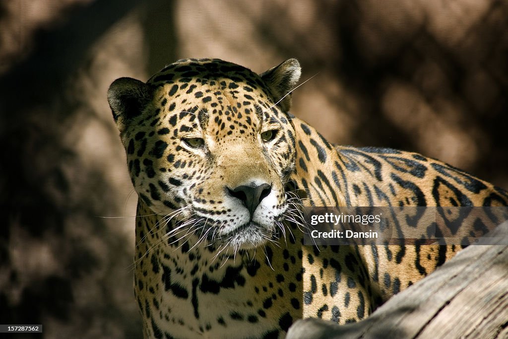 Jaguar